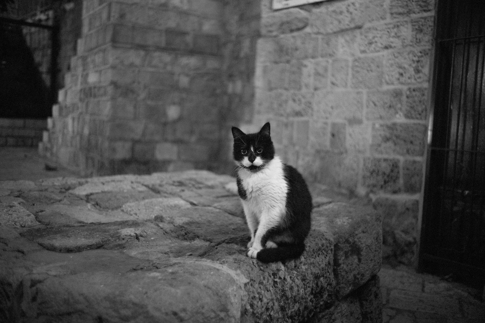 The Watchful Cat