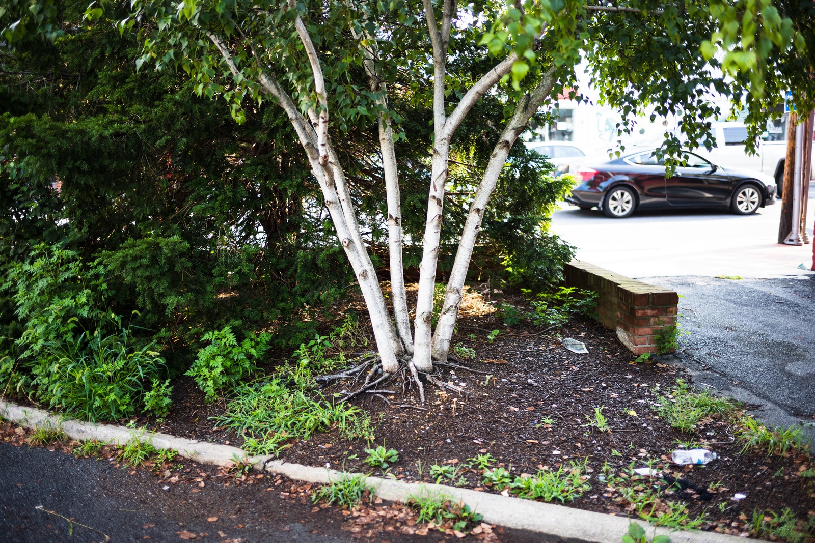 Urban Greenery