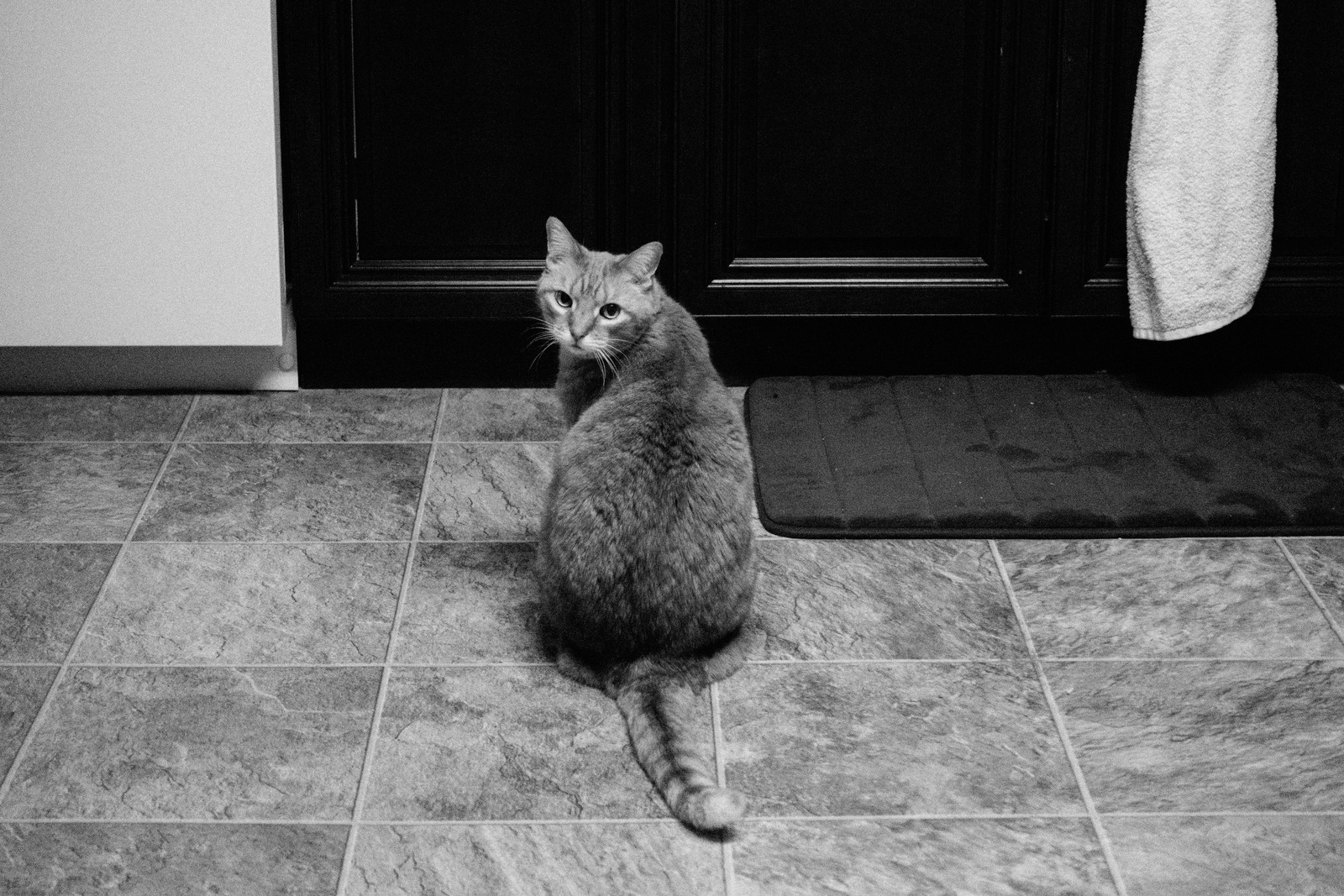Curious Feline Gaze