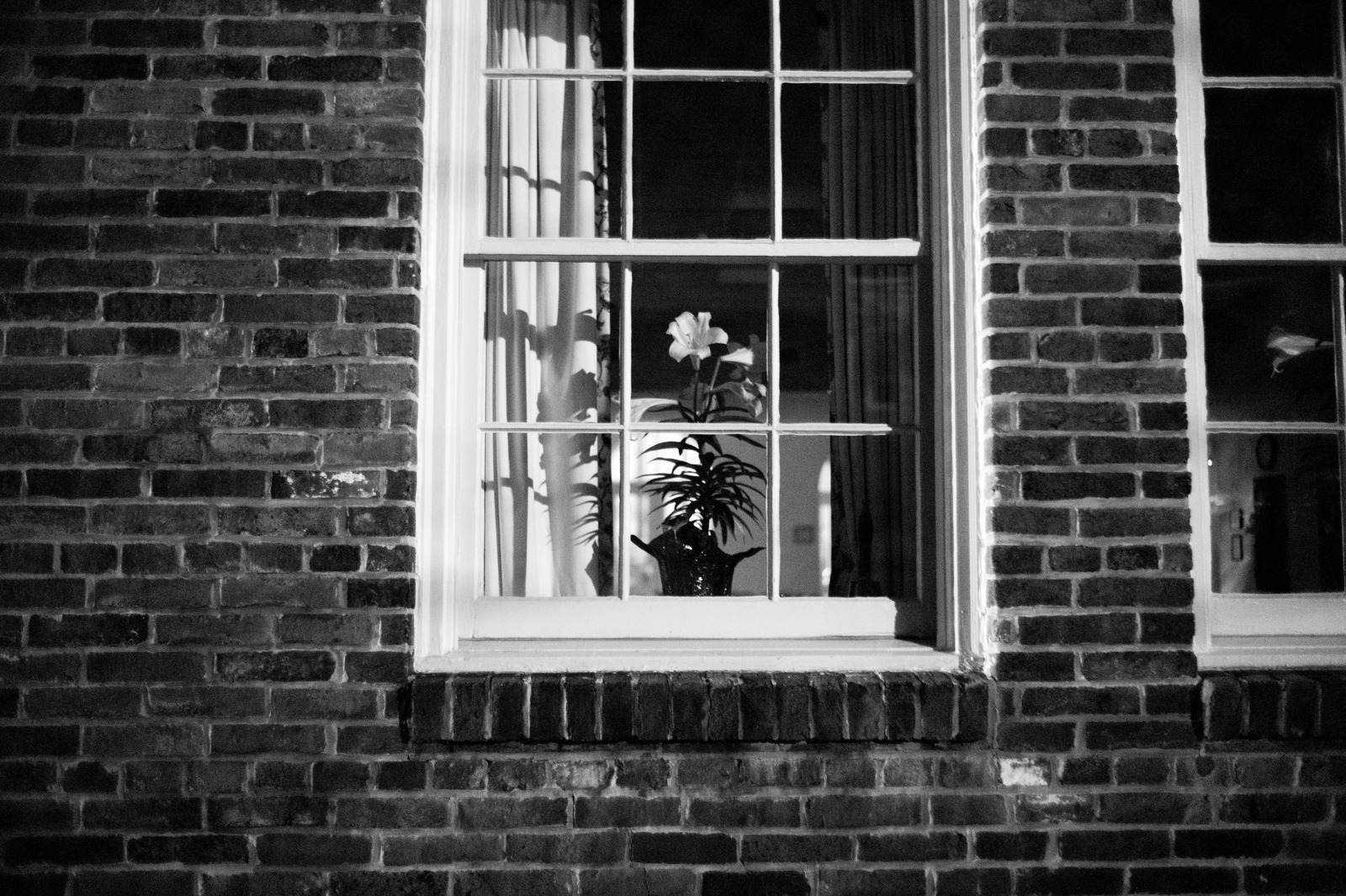 Silent Bloom