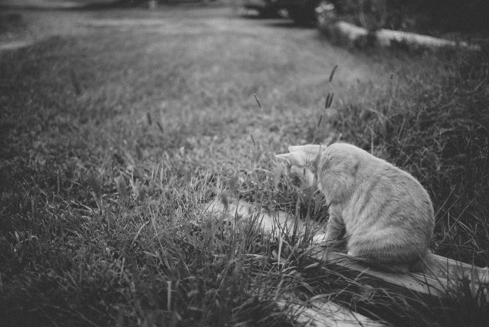 Quiet Contemplation