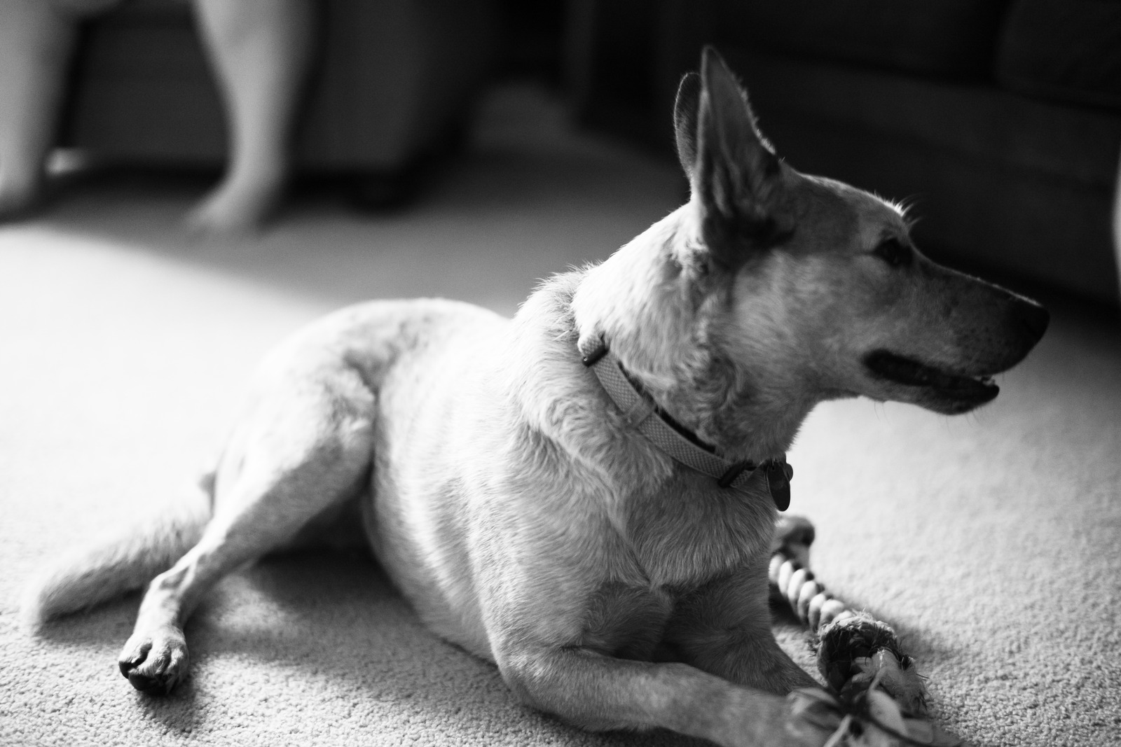 Quiet Companion