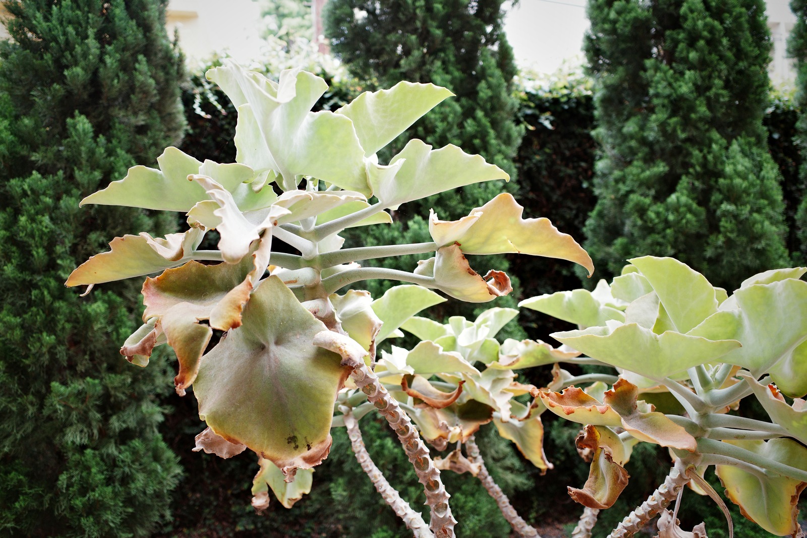 Verdant Serenity