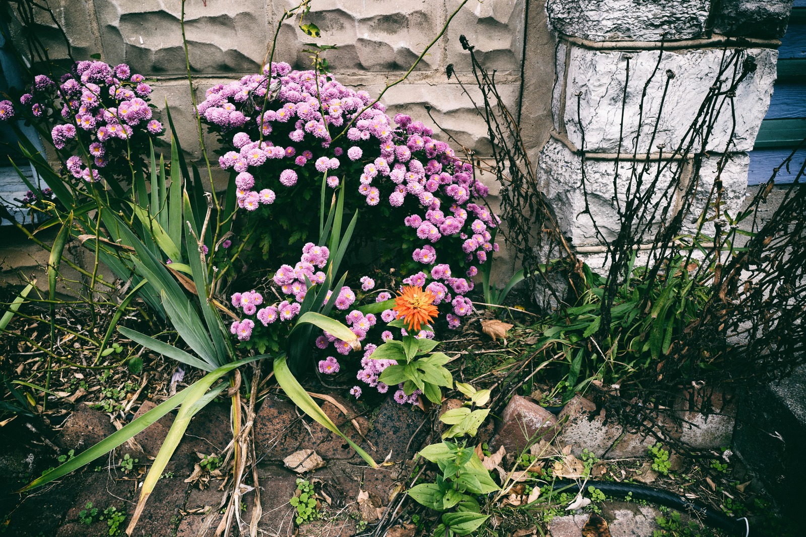 Vibrant Resilience