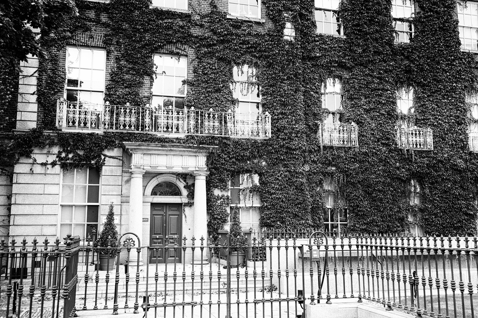 Ivy-Covered Facade