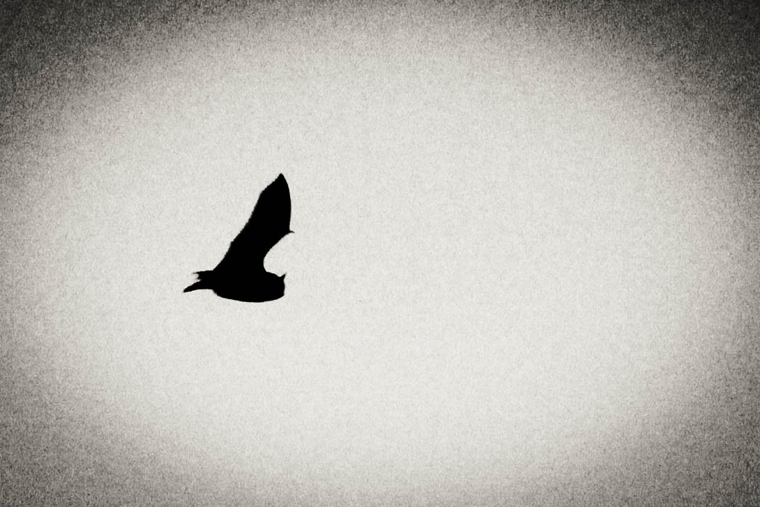 Shadow of Freedom