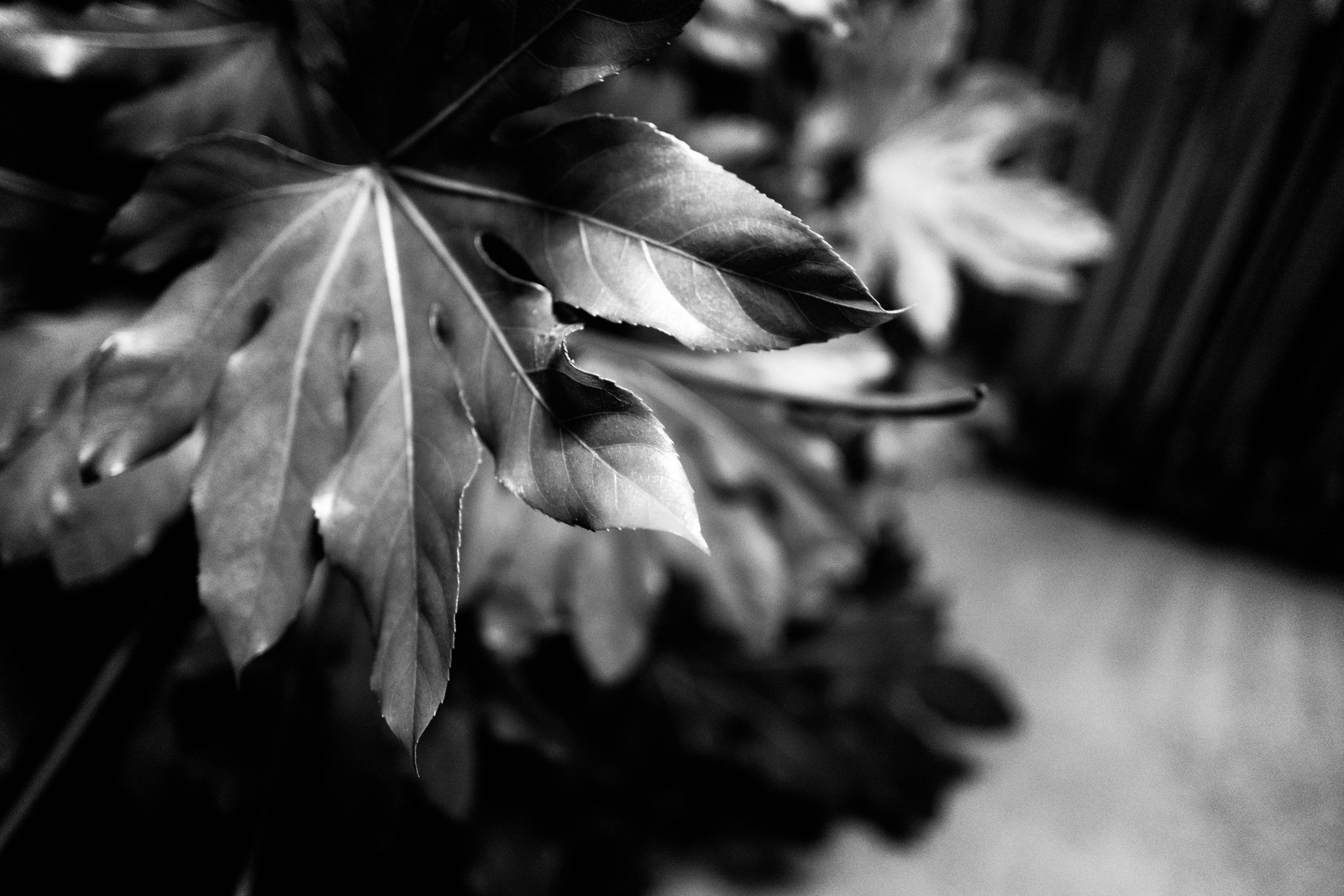 Silent Greenery