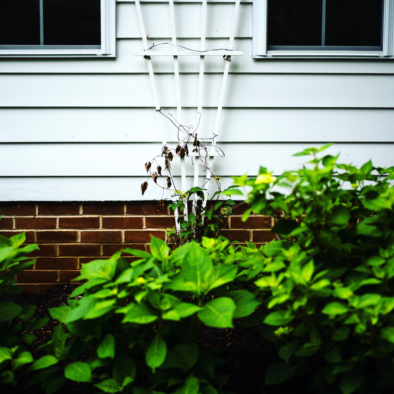 Silent Growth