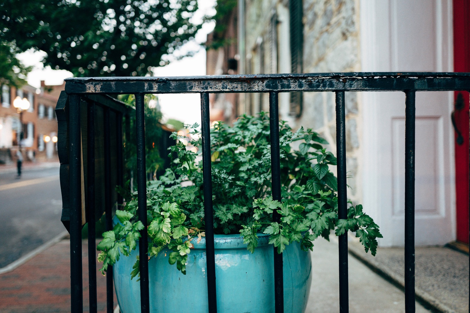 Urban Greenery