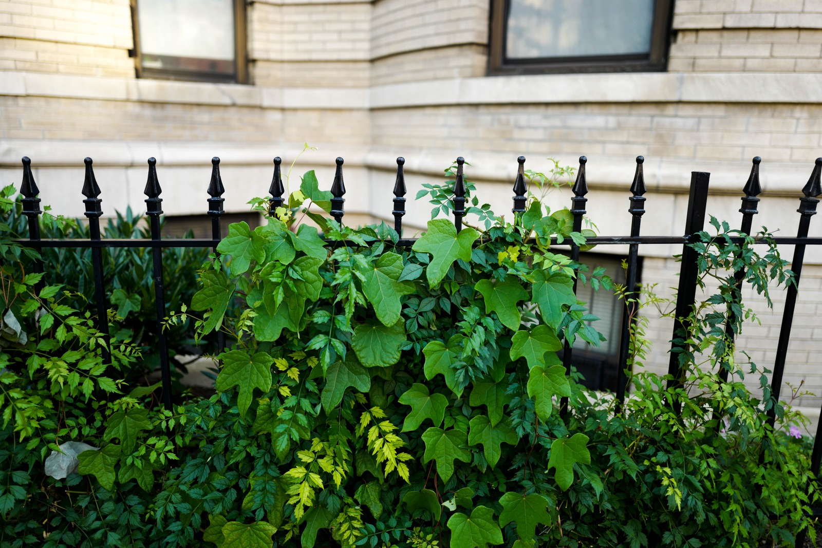 Urban Greenery