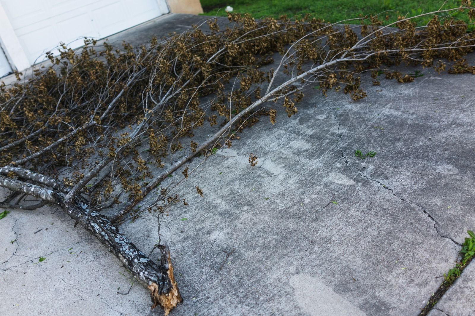 Nature's Remnants