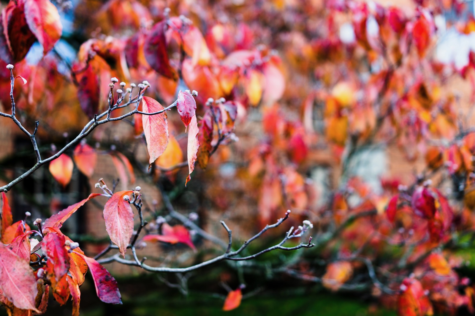 Autumn's Embrace