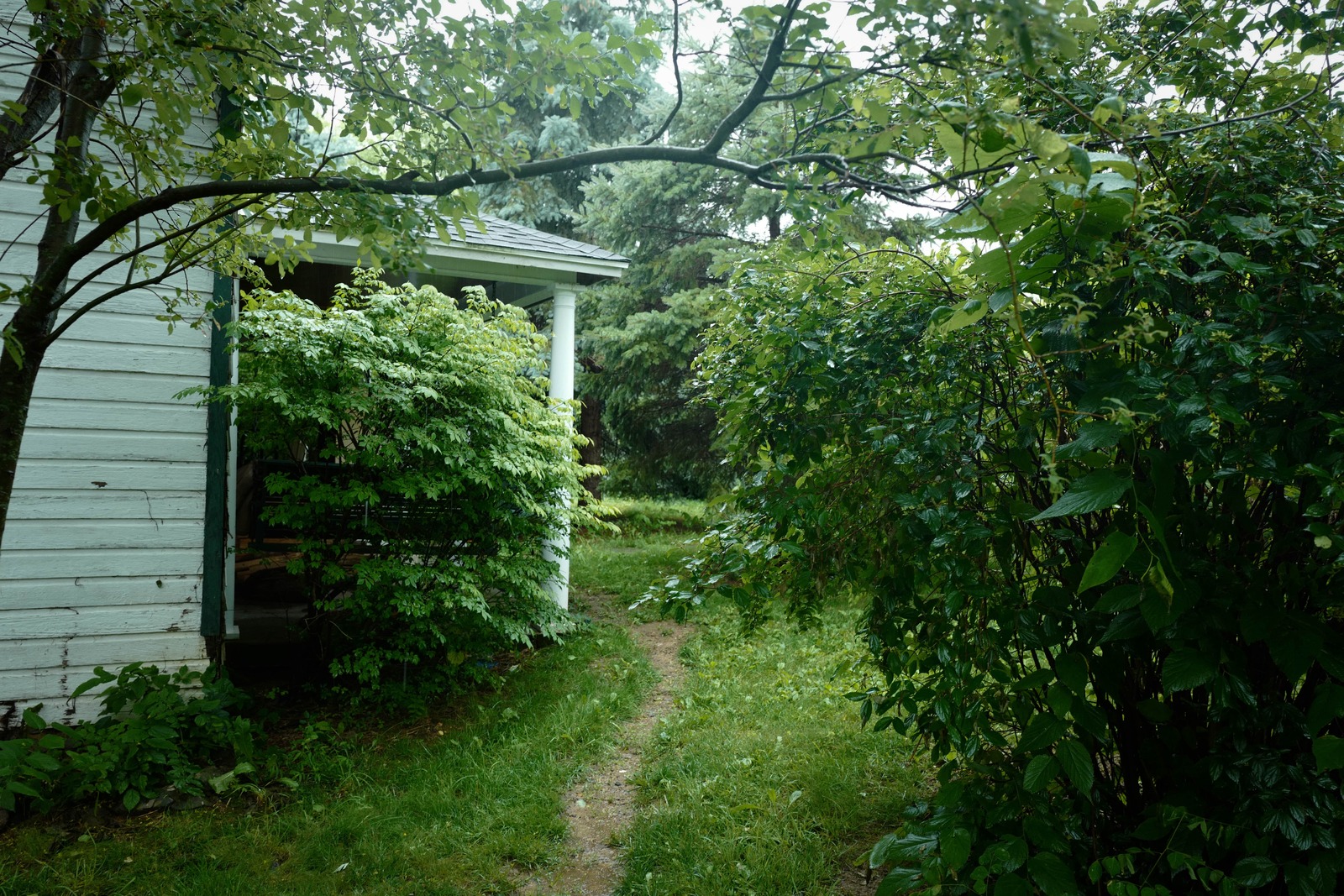Whispers of Nature