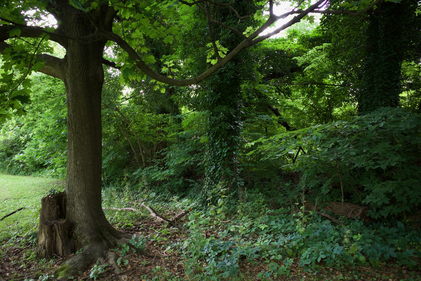 Embrace of Greenery