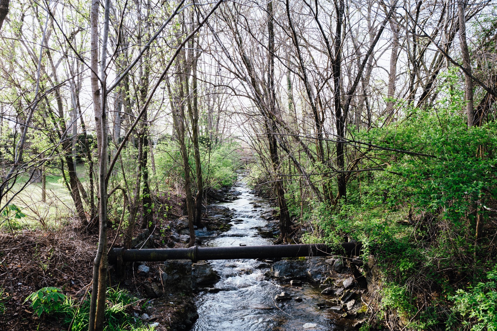 Whispers of Nature