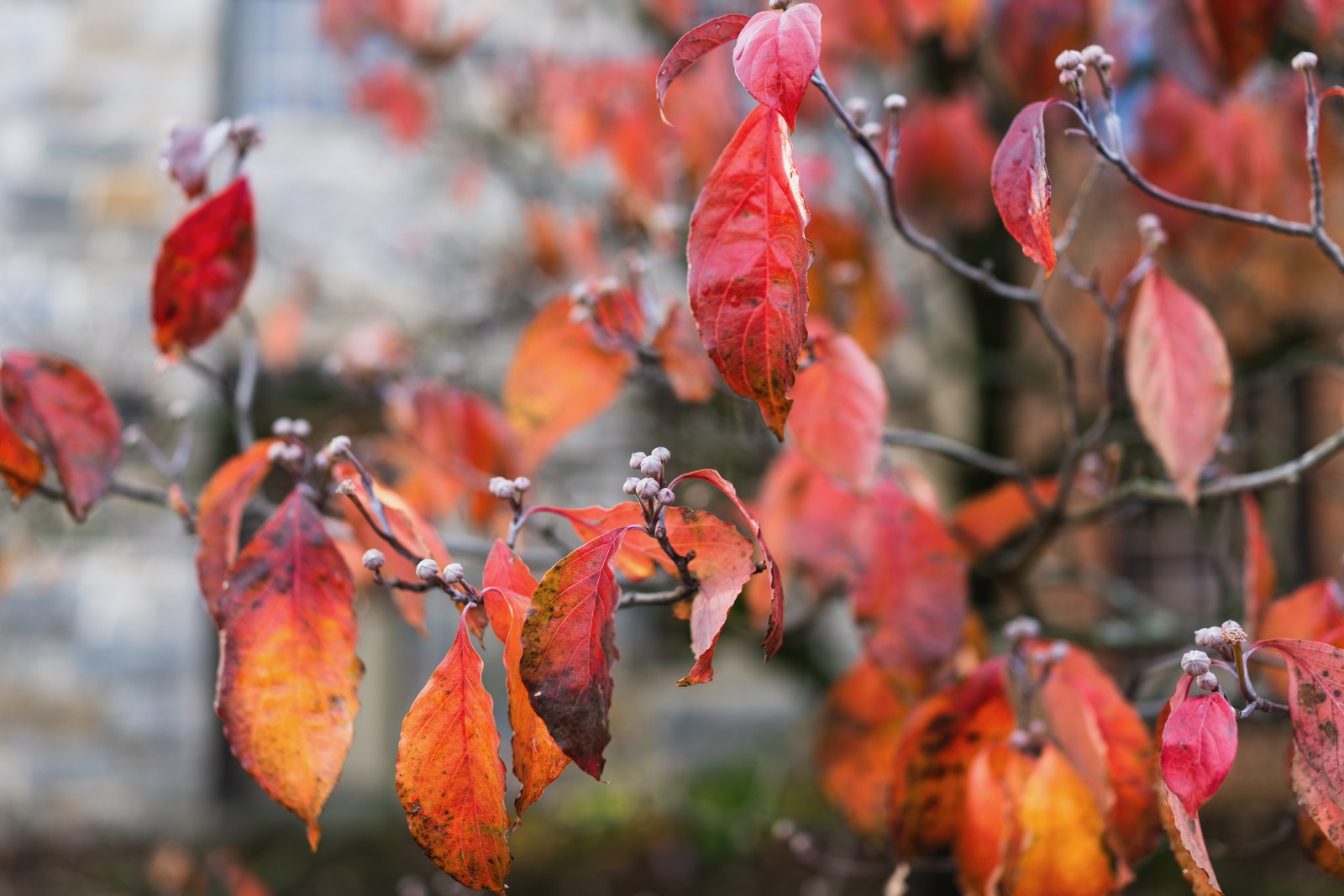 Fading Autumn Glory