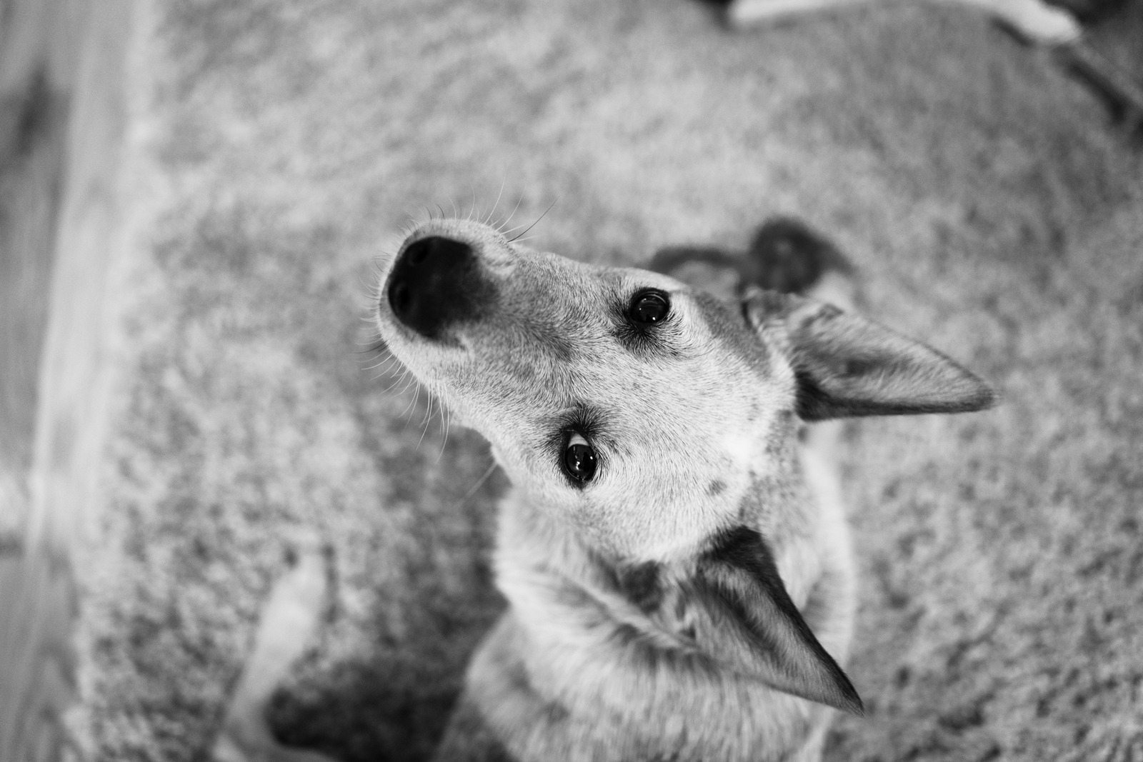 Curious Canine Gaze