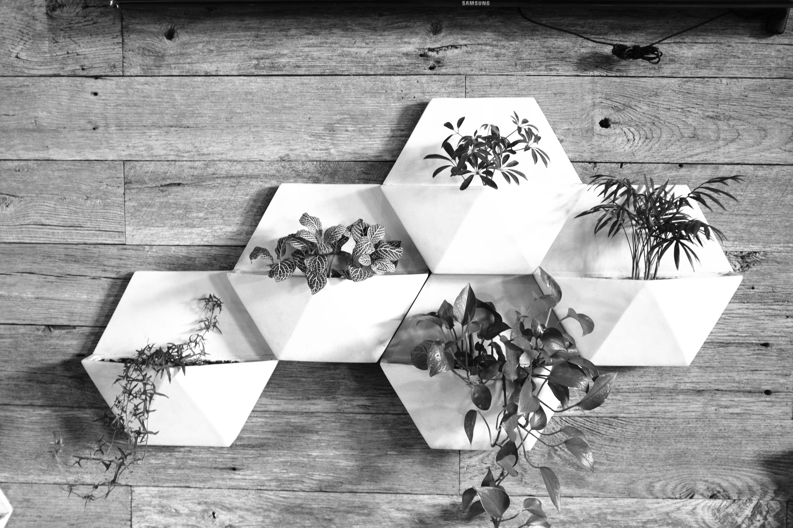 Geometric Greenery