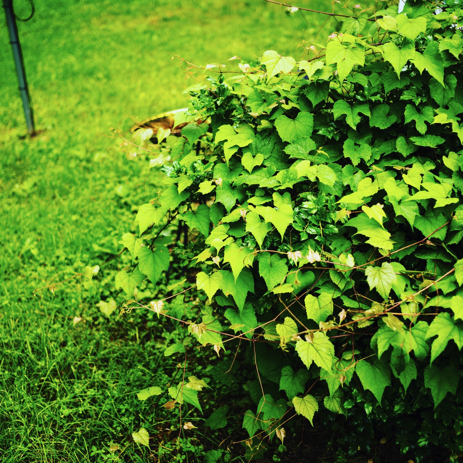 Lush Green Embrace