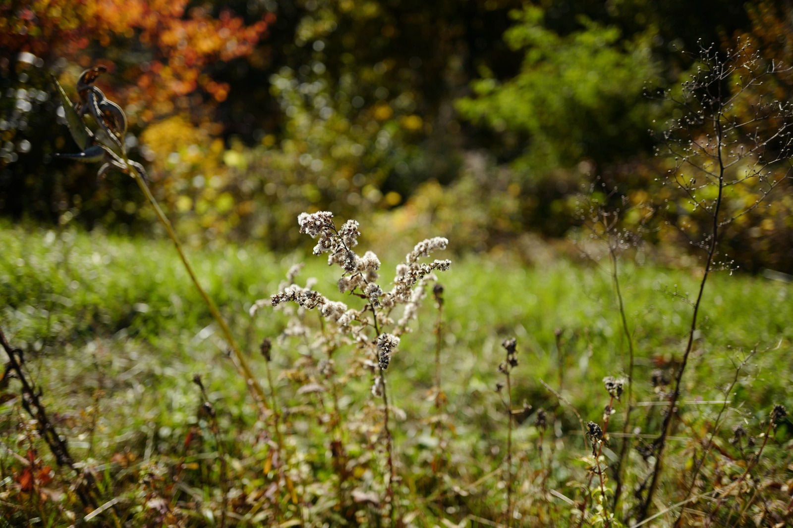 Whispers of Autumn