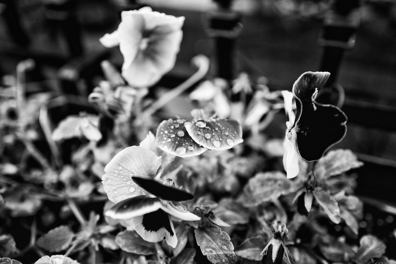 Whispers of Rain