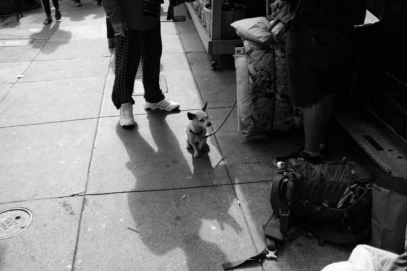 Urban Companionship