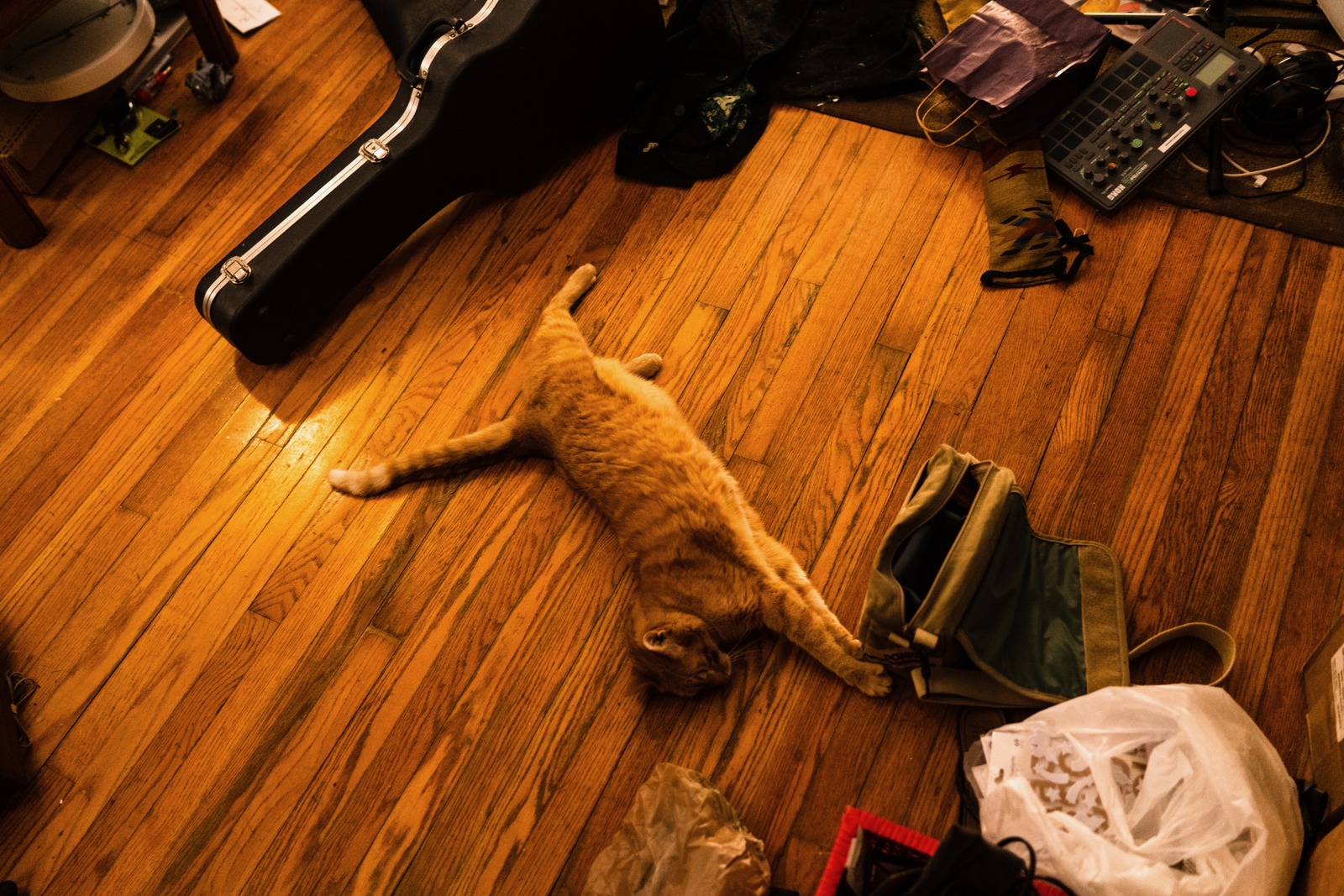 The Laid-Back Cat
