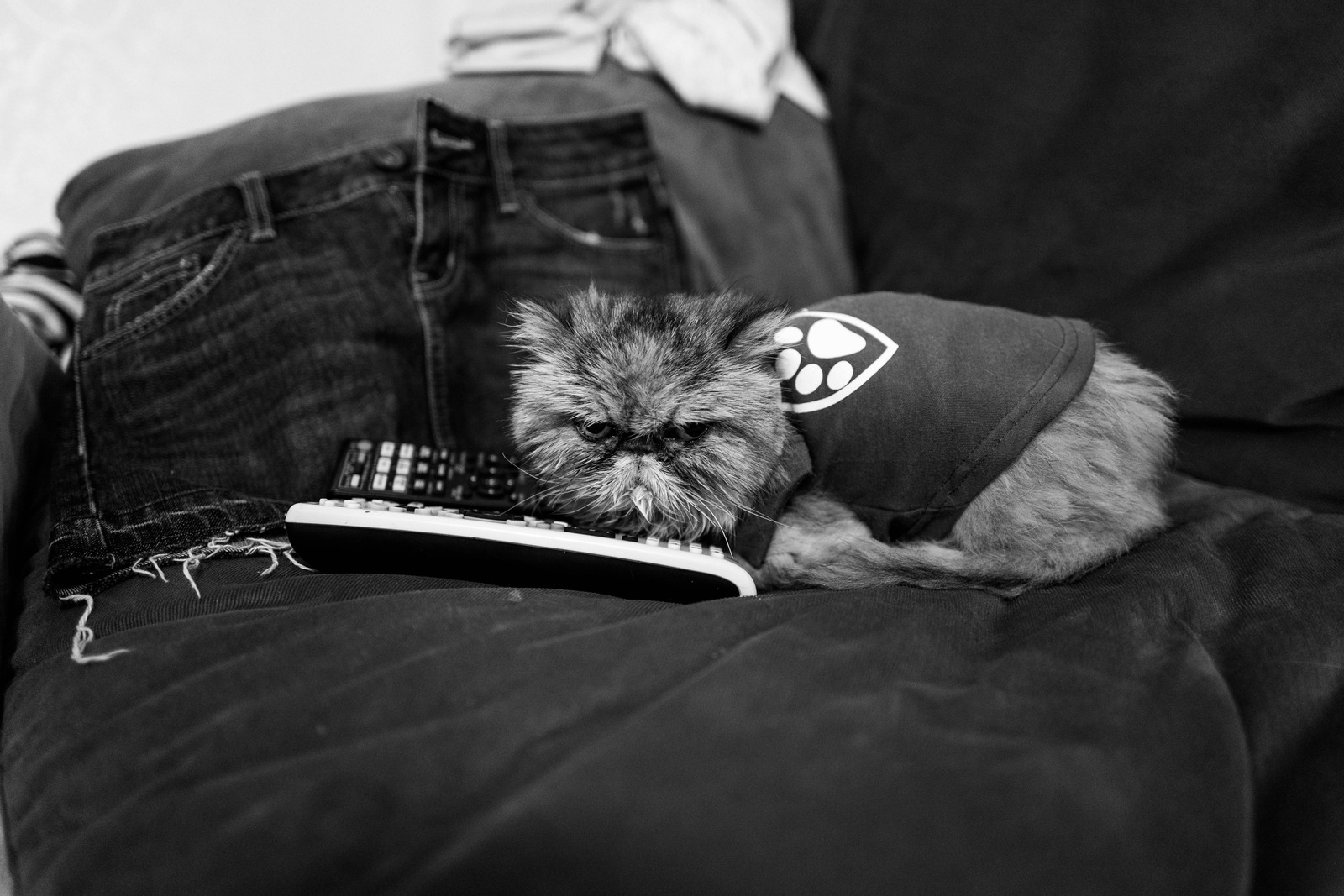 Couchside Companion