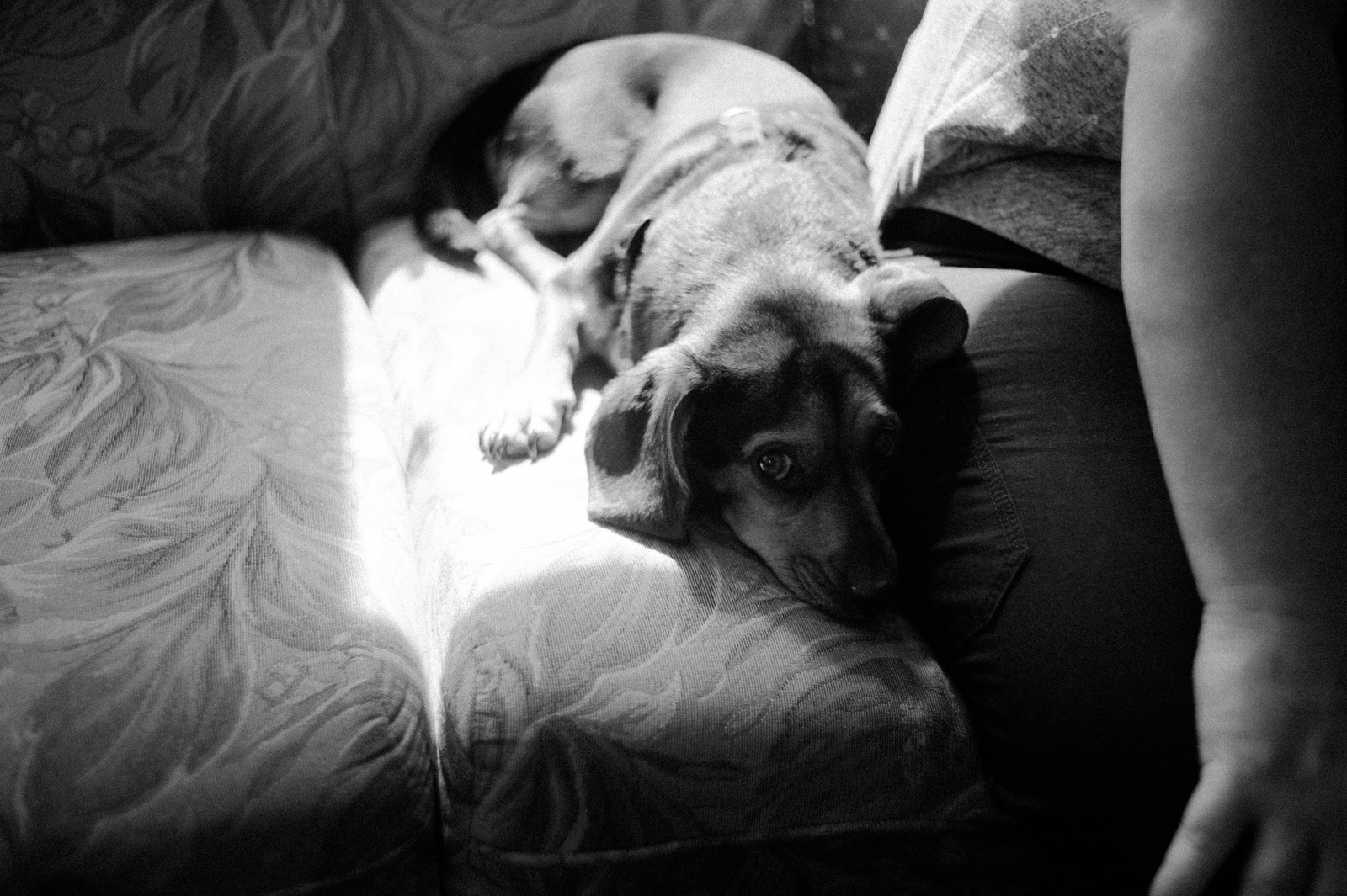 Quiet Companionship