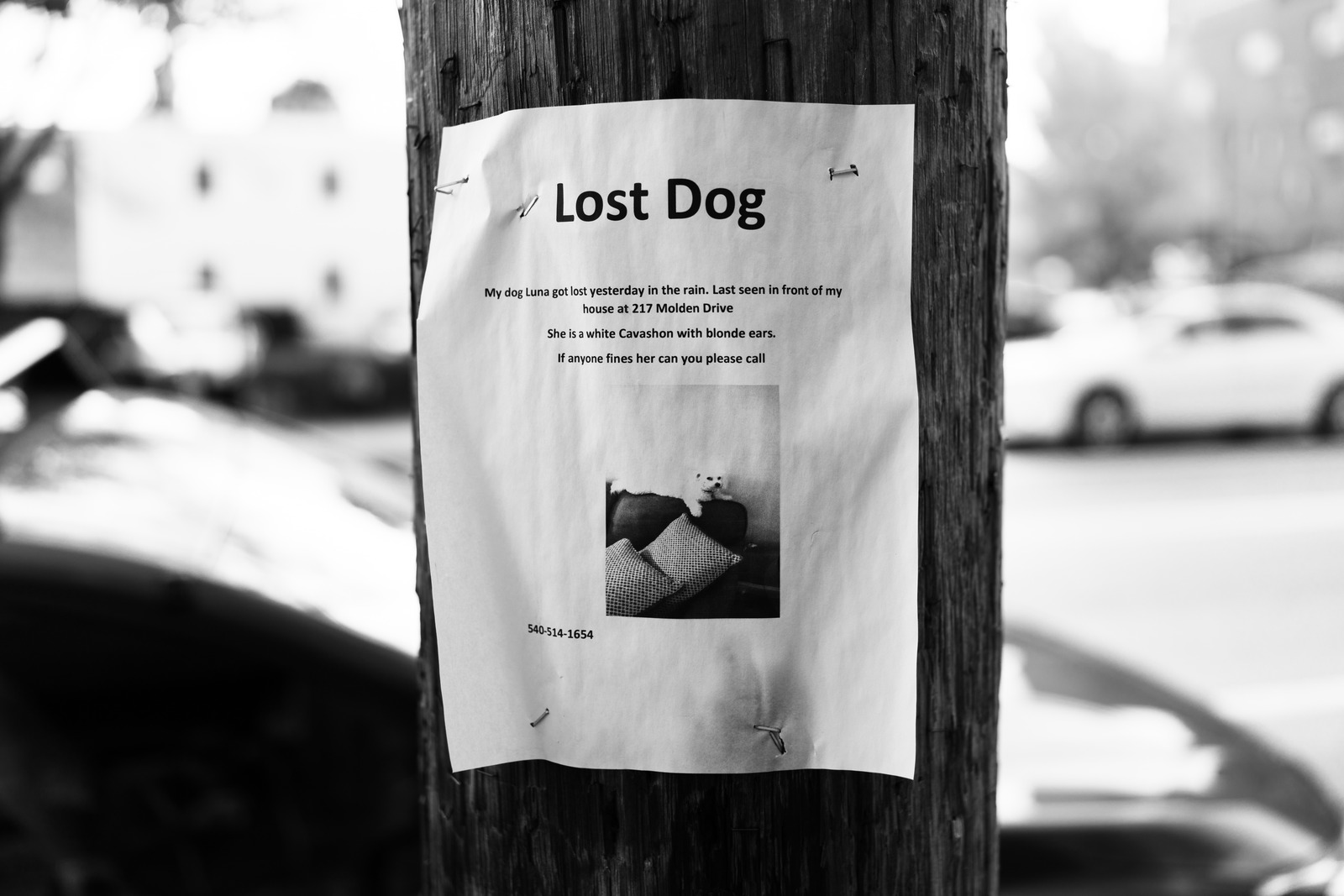 A Plea for Luna