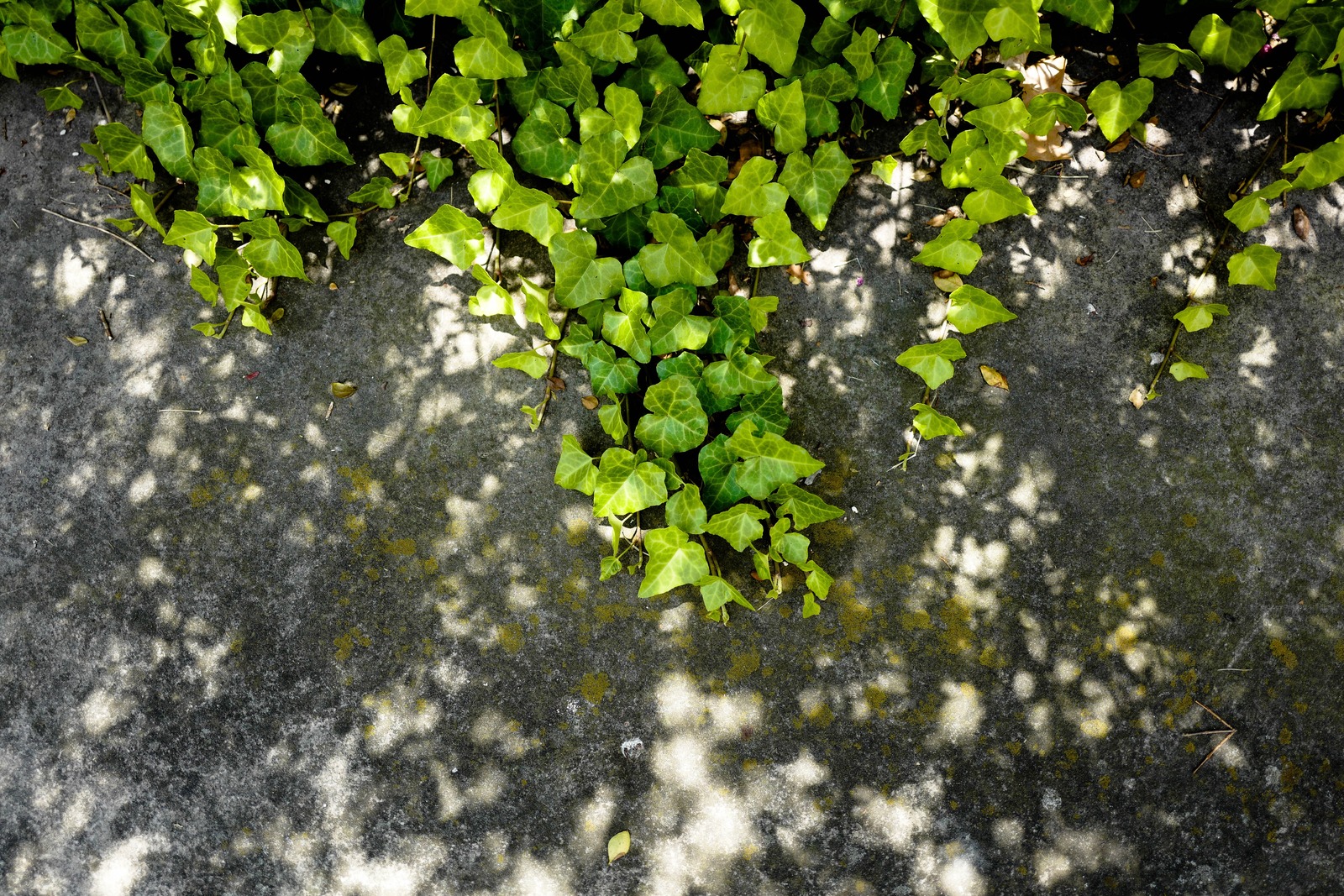 Nature's Embrace