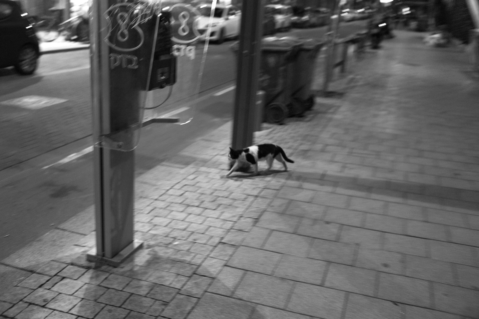 Nocturnal Stroll