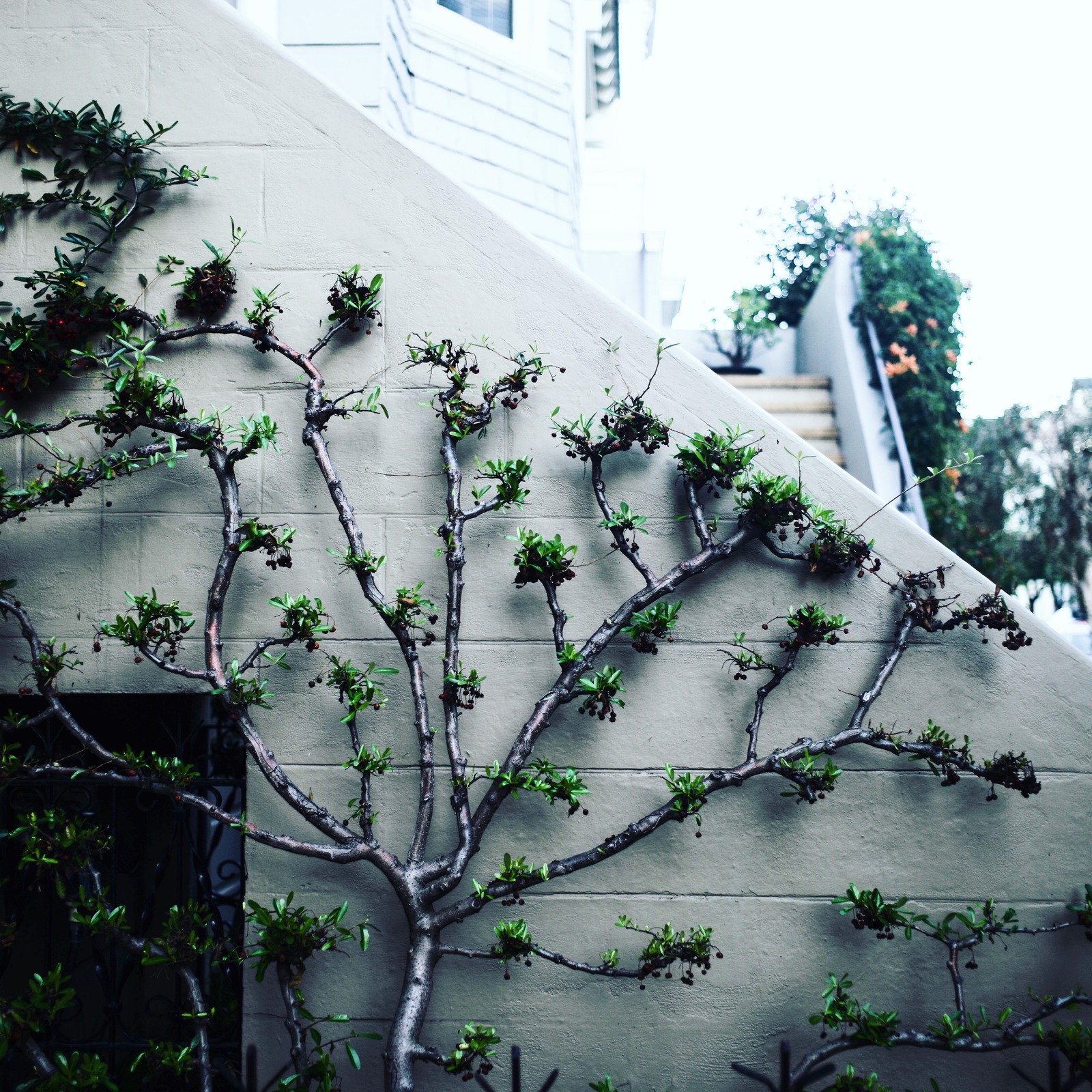 Nature's Embrace
