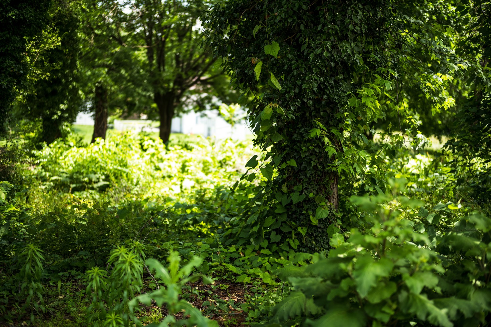 Verdant Serenity