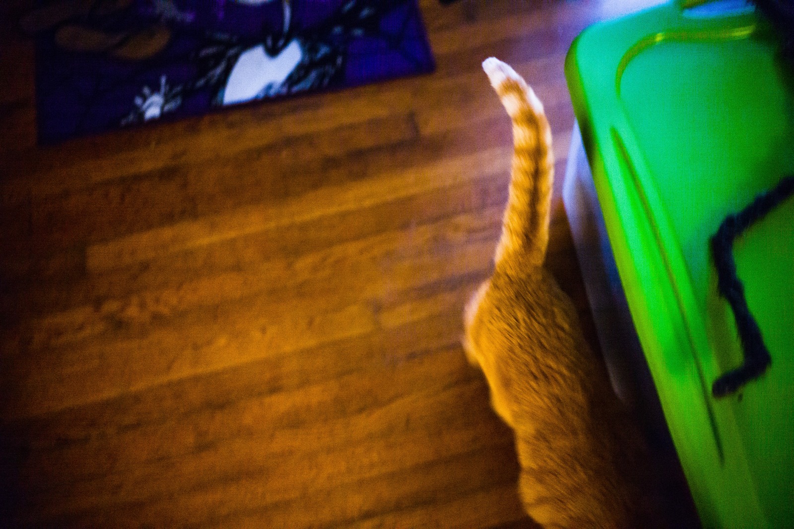 Whiskered Wanderer