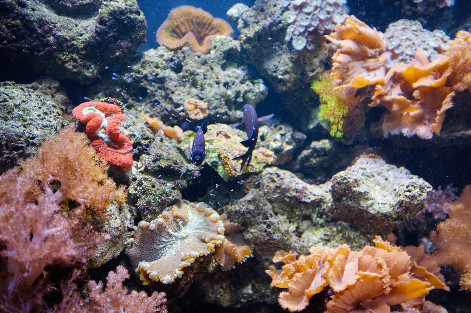 Underwater Serenity