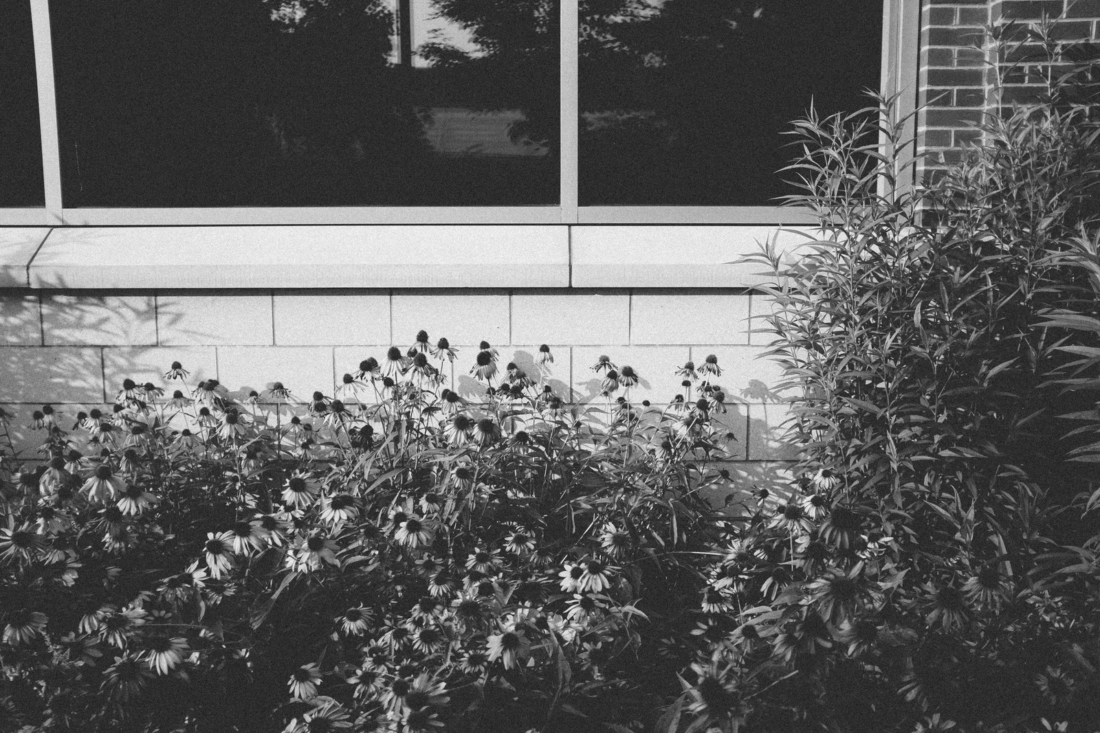 Whispers of Nature