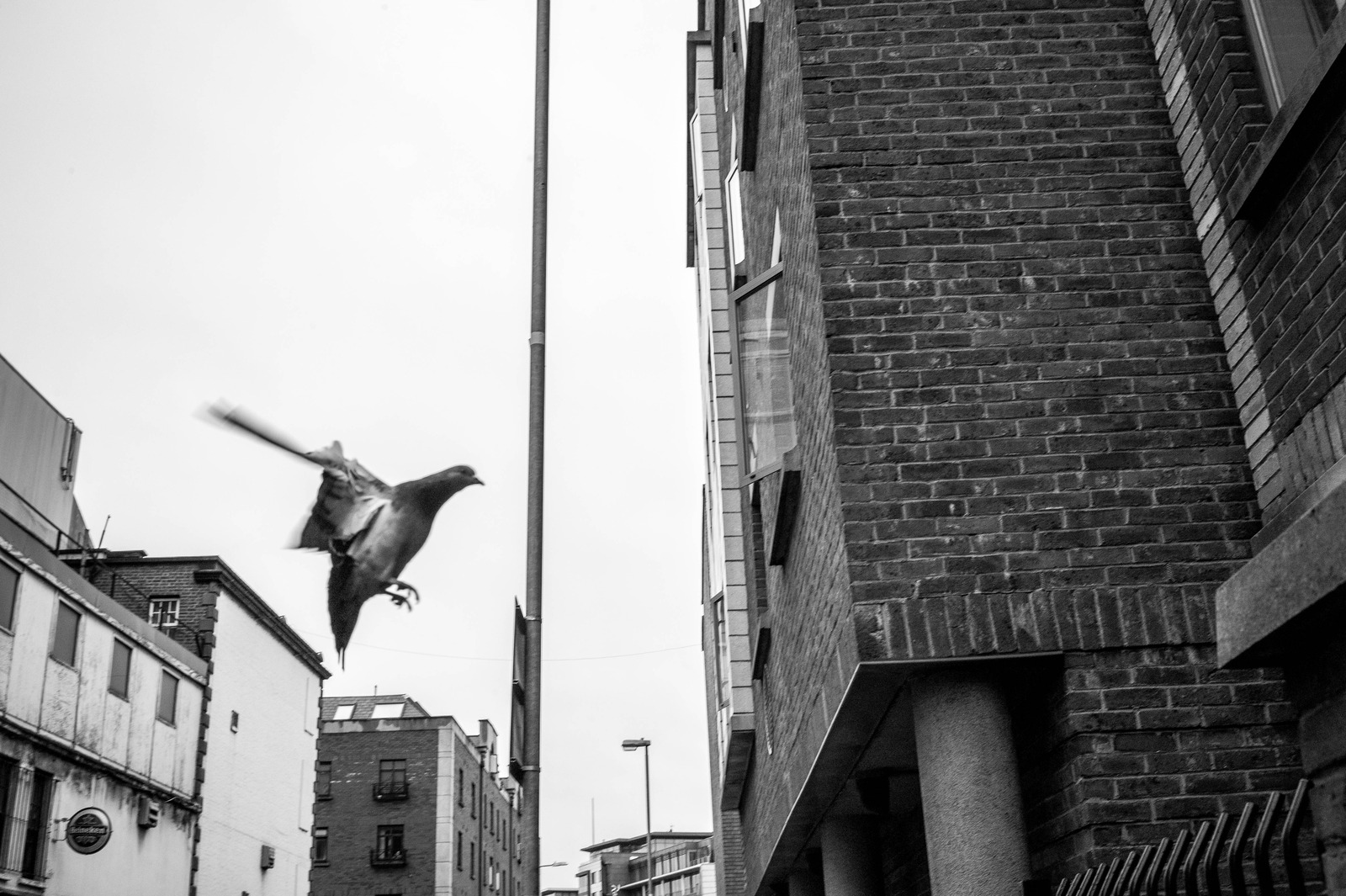 Urban Flight