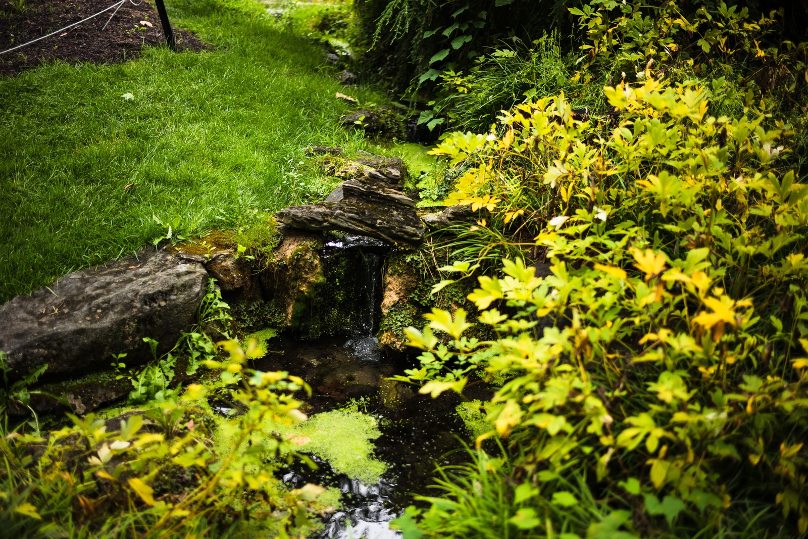 Whispers of Nature