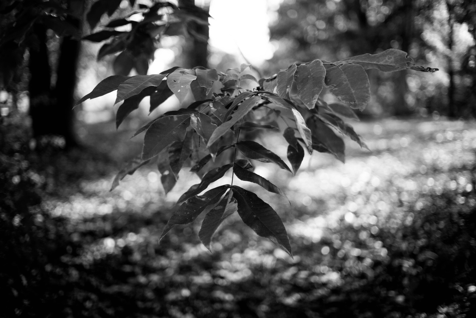 Whispers of Nature