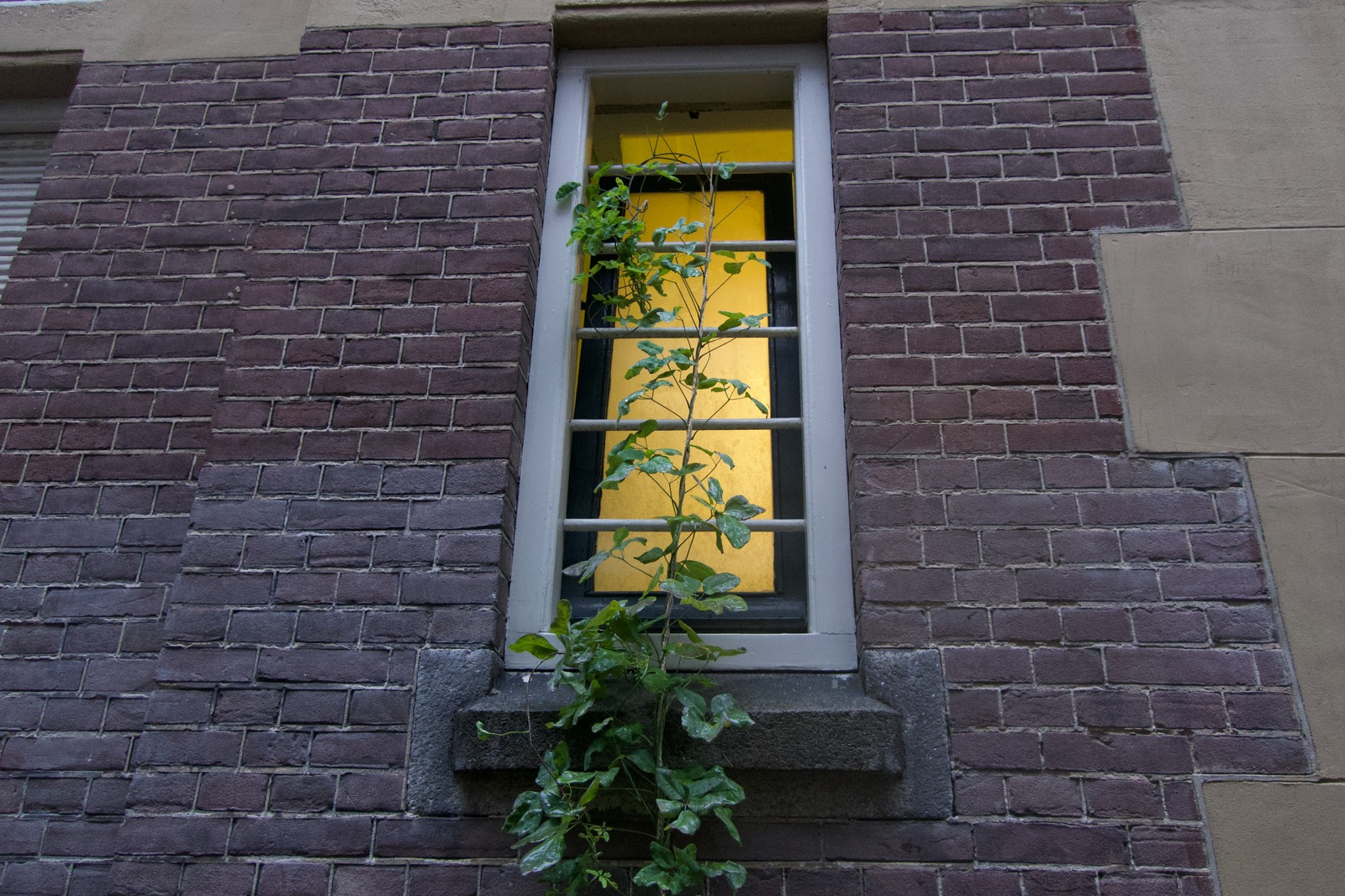 Whispers of Nature