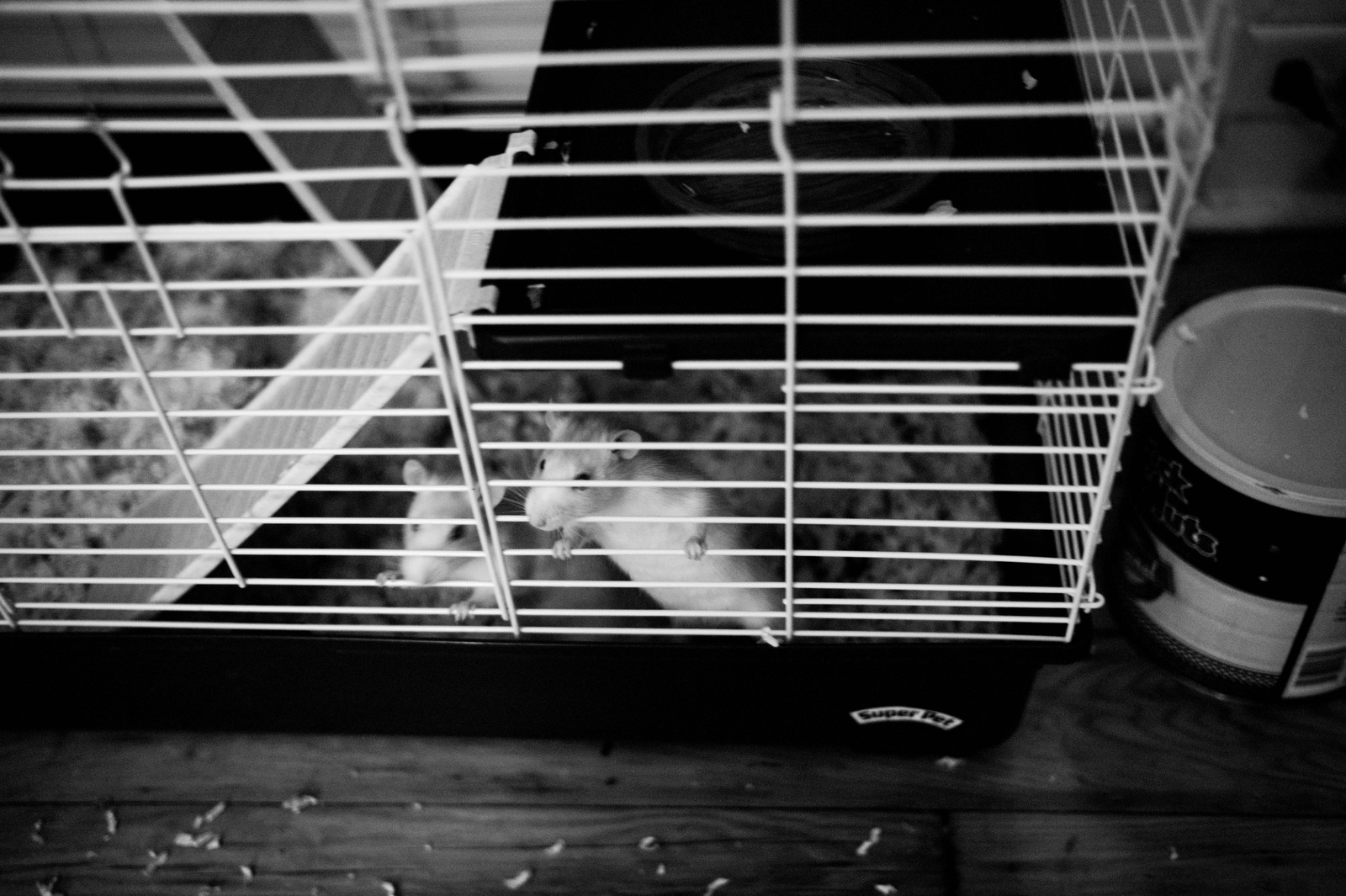 Caged Curiosity