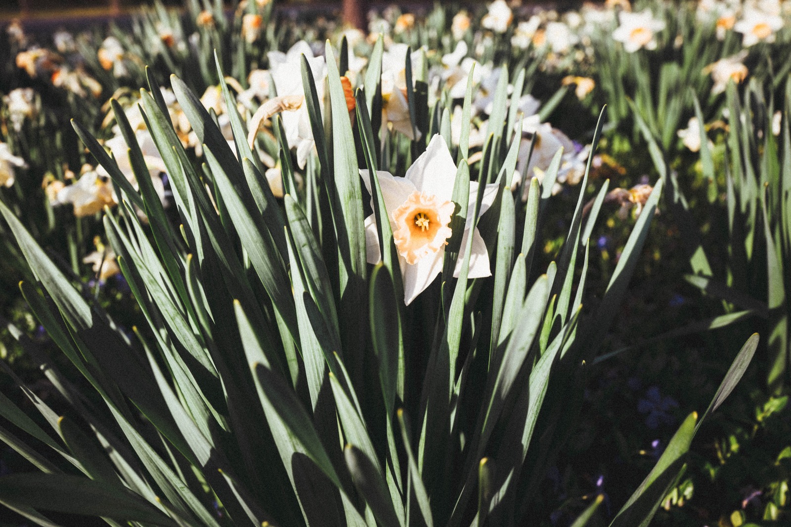 Whispers of Spring
