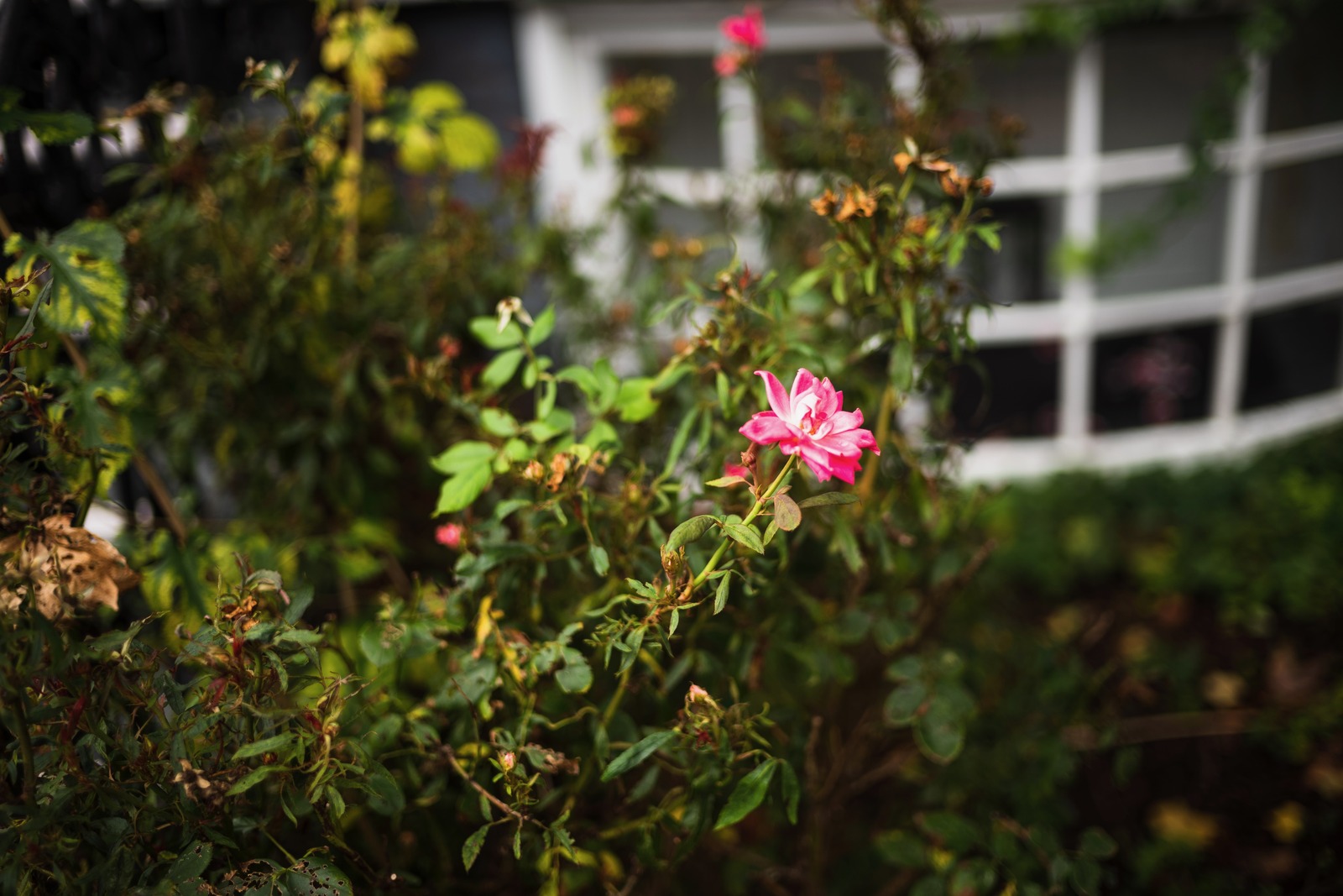 A Resilient Bloom