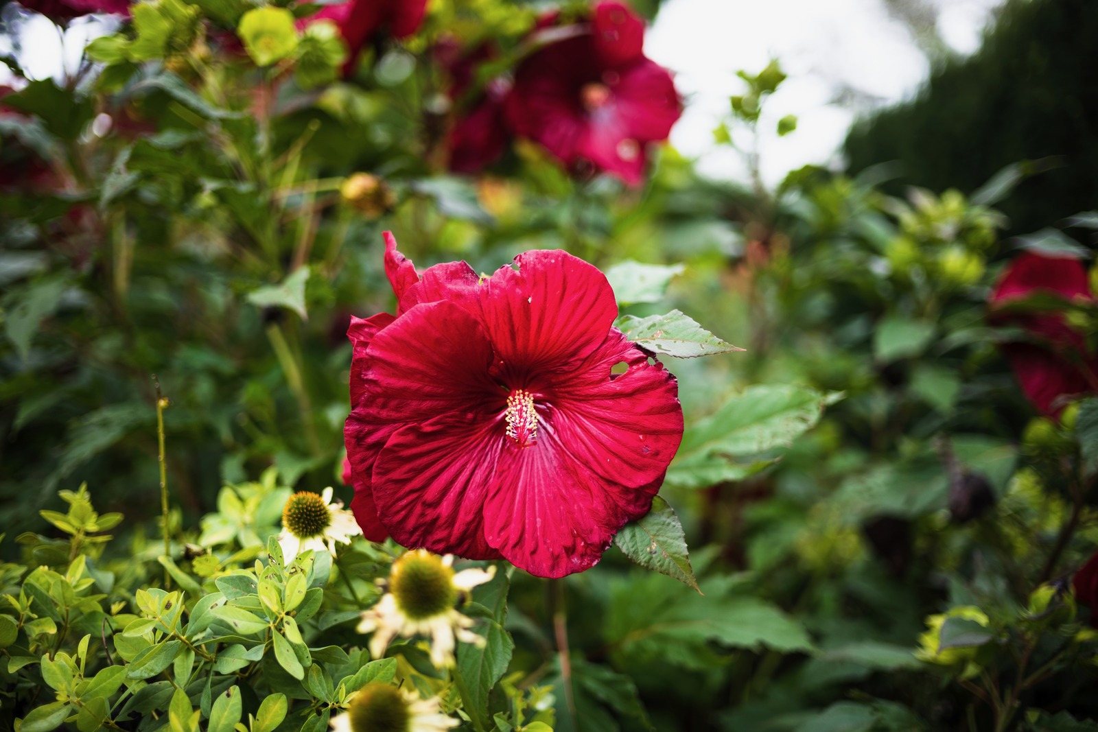 Crimson Bloom