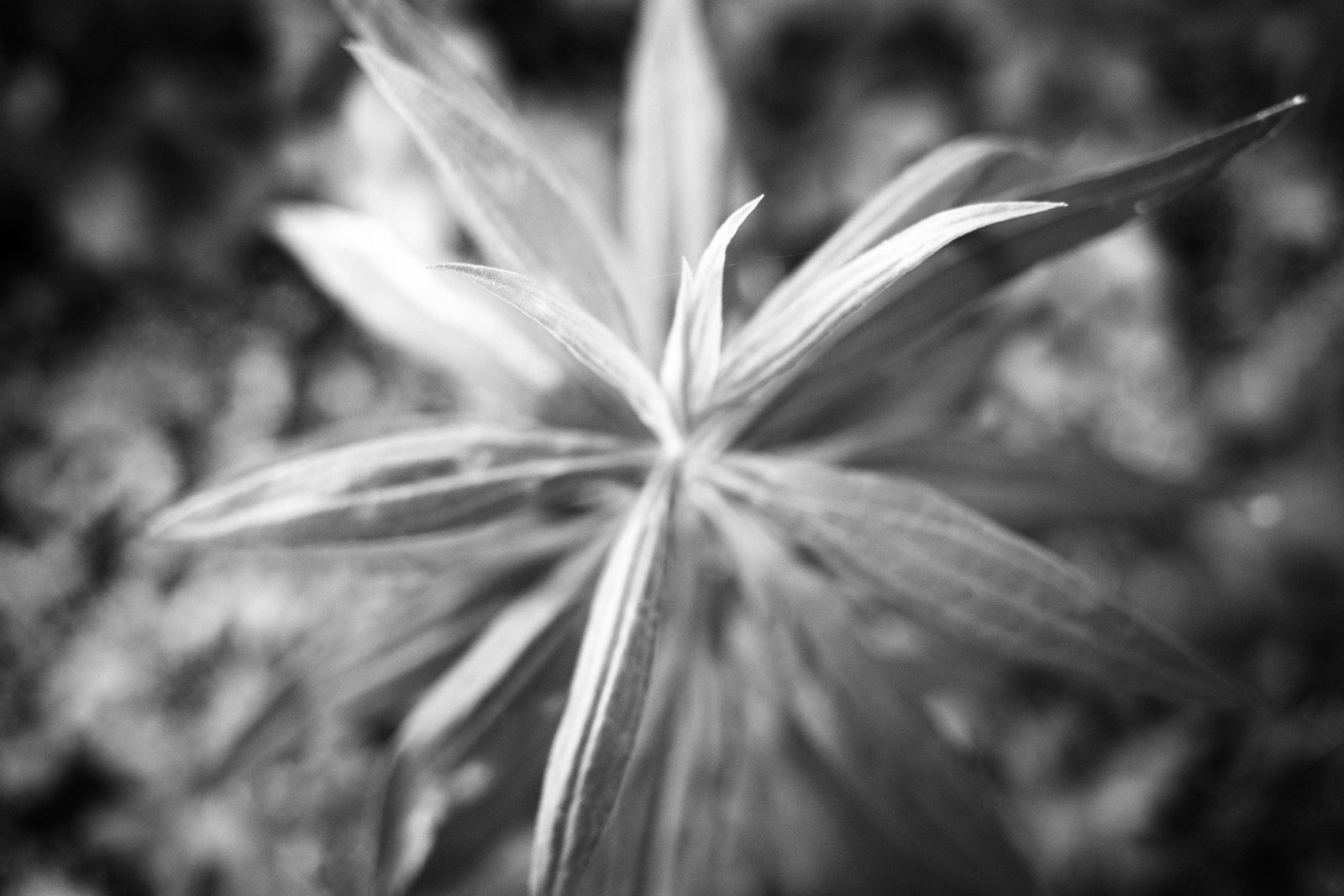 Whispers of Nature