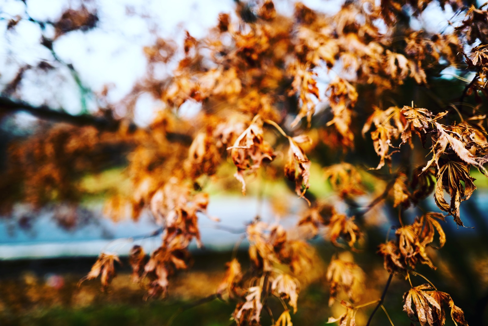 Autumn Whisper