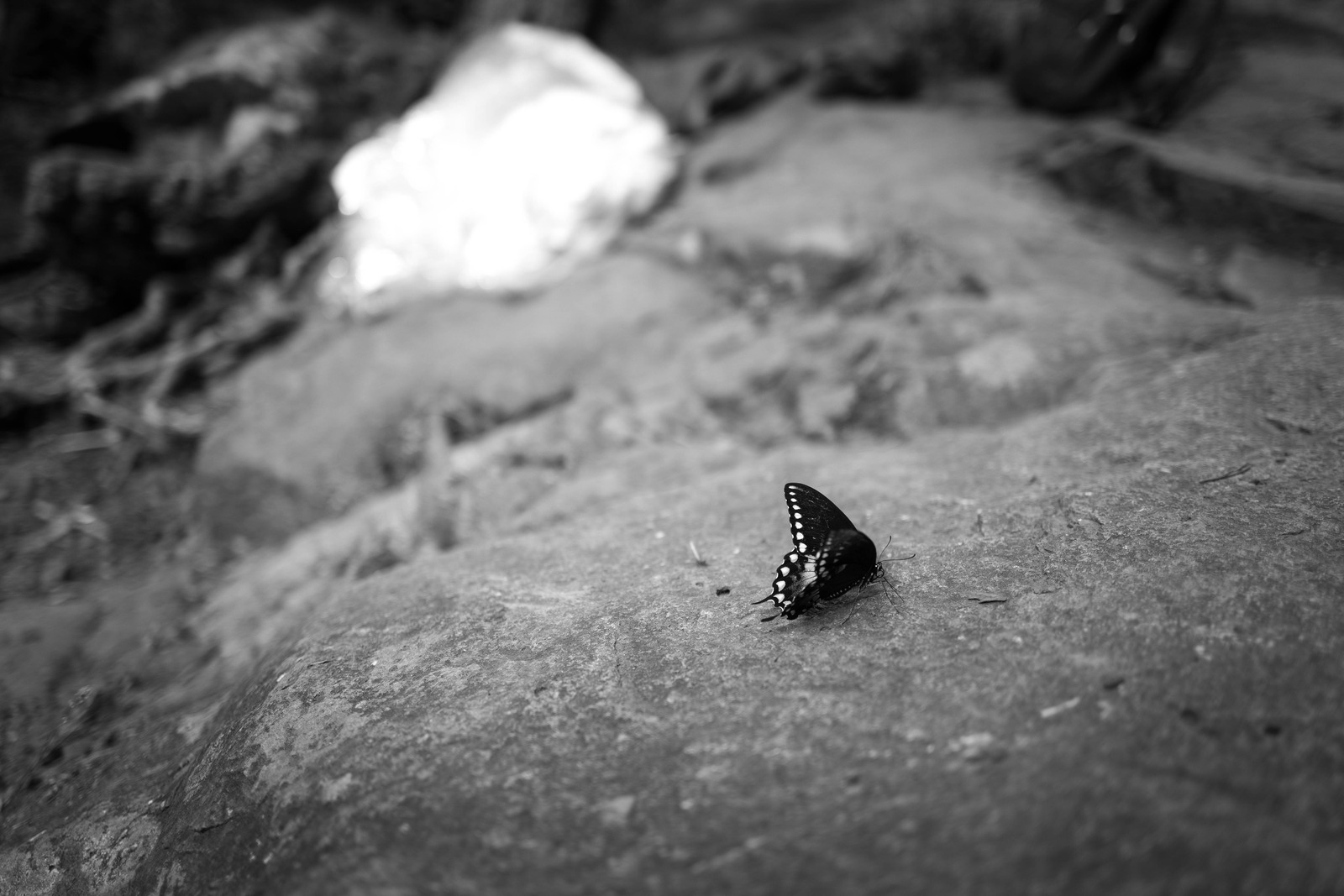Delicate Solitude