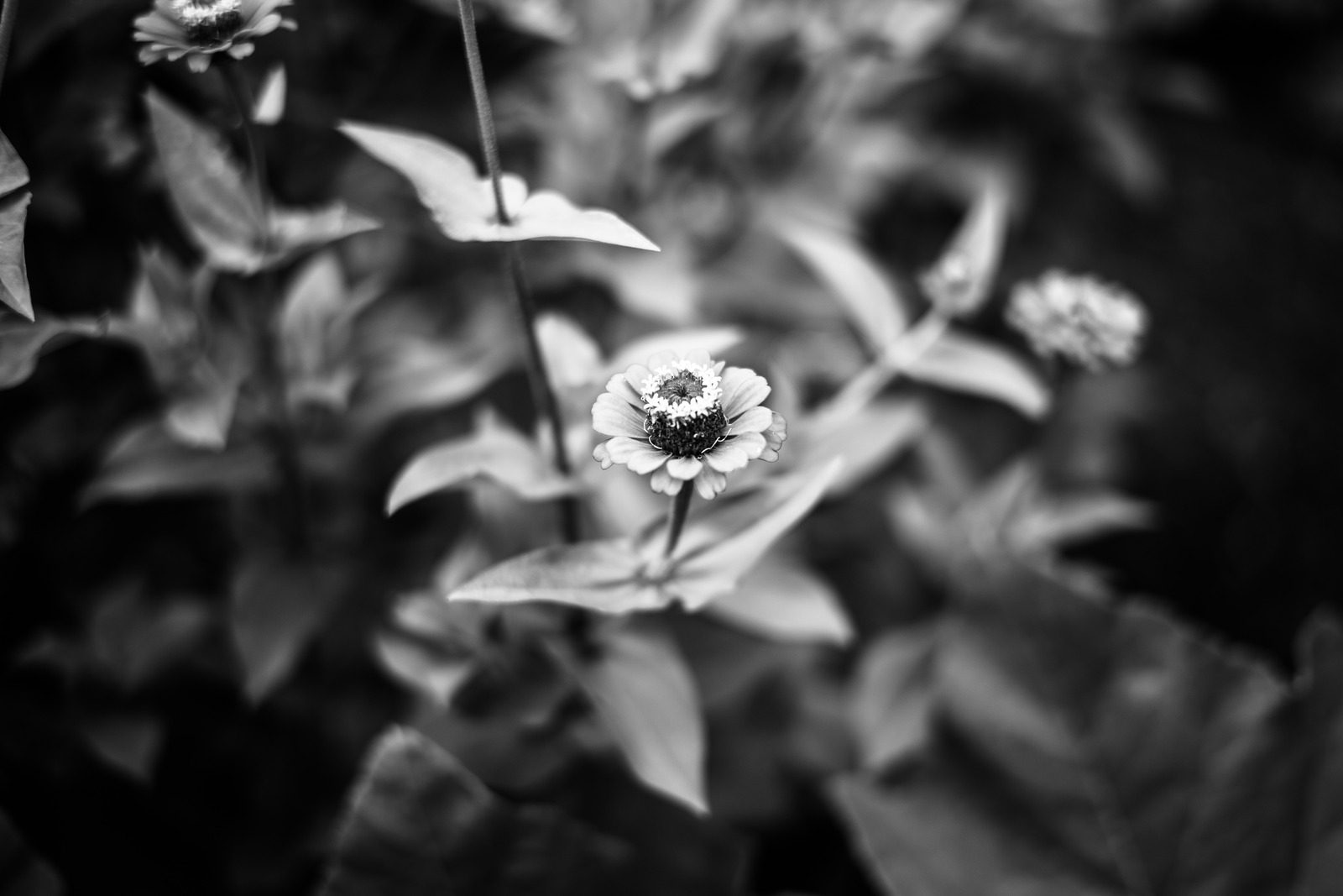 Whispers of Nature