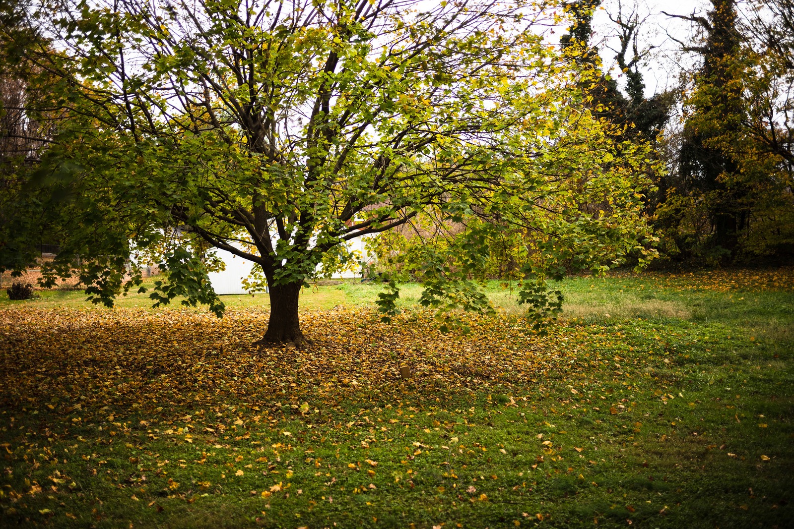 Autumn's Embrace